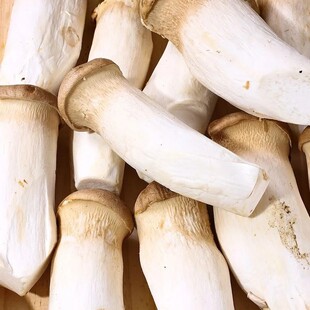 杏鲍菇新鲜现摘现发农家自种食用菌菇煲汤食材