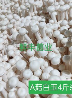 海鲜菇新鲜现摘真空包装现采现发