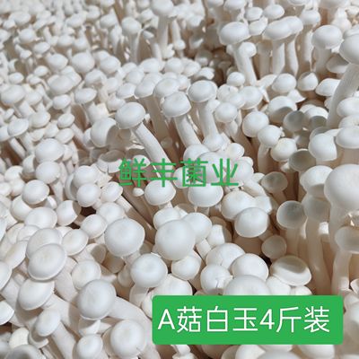 海鲜菇新鲜现摘真空包装现采现发