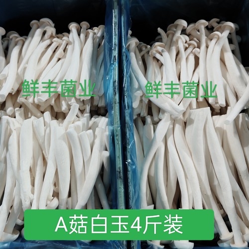 基地现采现发新鲜白玉菇4斤装煲汤清炒火锅营养菌菇蔬菜
