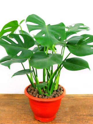 龟背竹观叶植物室内客厅办公室大盆栽绿植盆景净化空气吸甲醛老桩