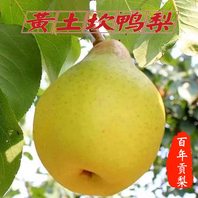 北京密云黄土坎麦饭石大鸭梨