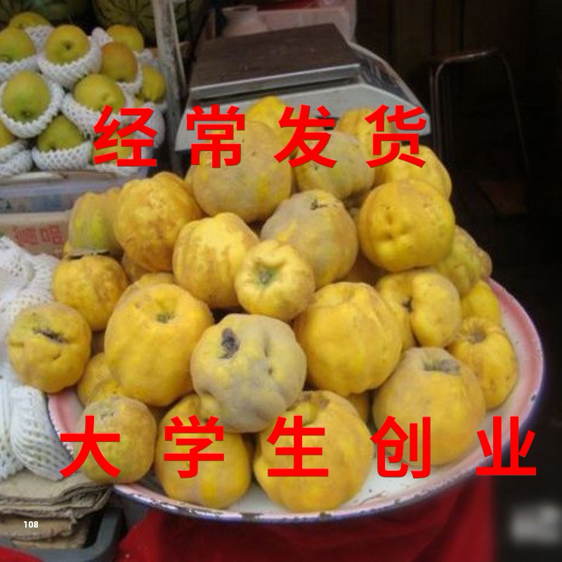 2020年新鲜榲桲新疆特色温桲之皇温柏瓜榅桲新疆木瓜10斤包邮木梨|msdalam kategori makanan ringan/Nuts/Specialty, Hickory/Nuts/pemanggangan, lain - dari Buy2taobao.com untuk memberikan perkhidmatan ejen Taobao profesional membeli