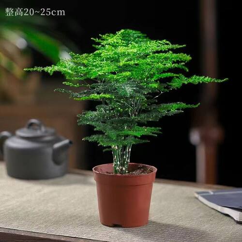 文竹盆栽书房茶桌轻奢花卉盆景文竹办公室桌面盆景小绿植四季常青