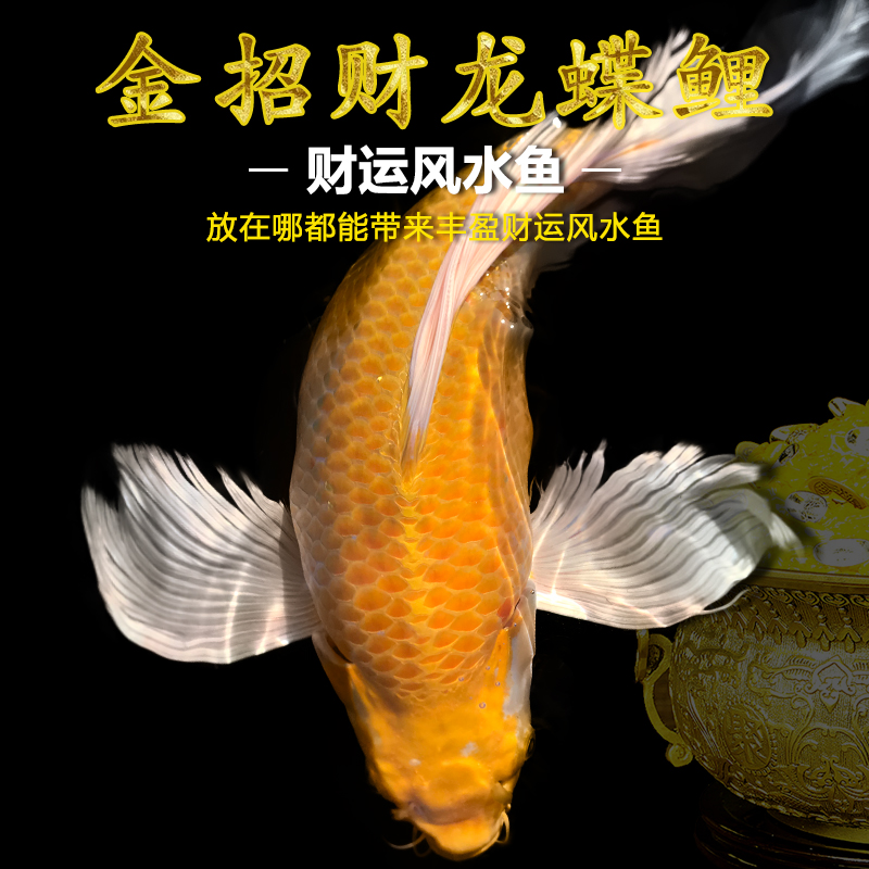 招财风水龙观赏鱼中小型蝴蝶鲤