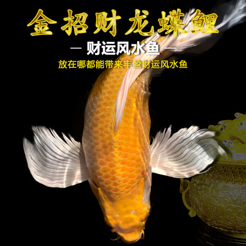 招财风水龙观赏鱼中小型蝴蝶鲤