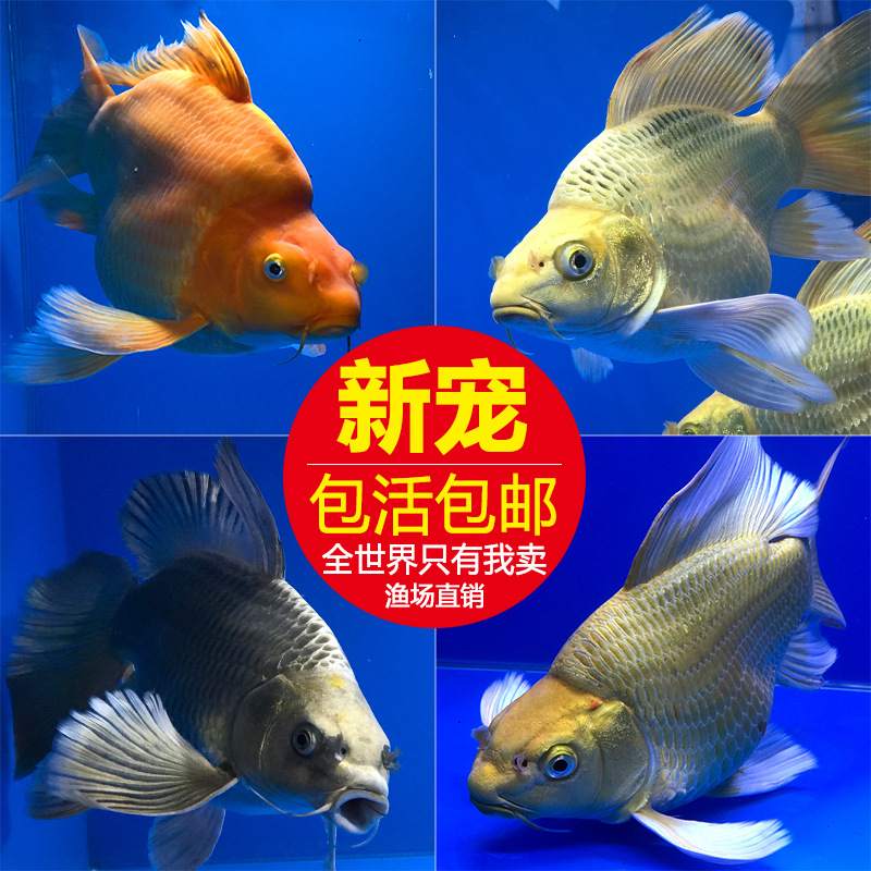 庄汇鲤台湾蝴蝶鲤观赏鱼淡水包邮