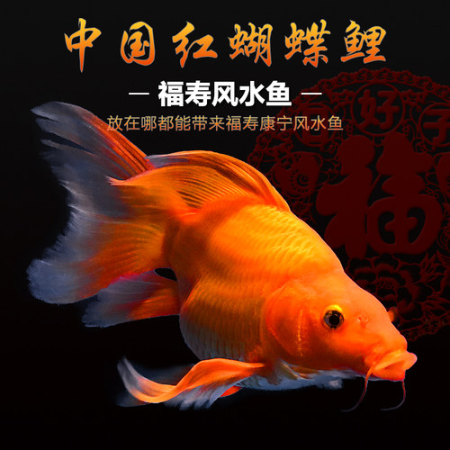 火红蝴蝶鲤大鳍长尾冷水鱼观赏鱼