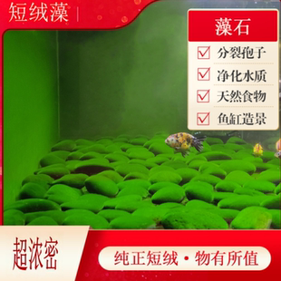 短绒藻藻石孢子引种长绒藻绿藻藻种藻源绿苔种猴水草鱼缸造景爆藻