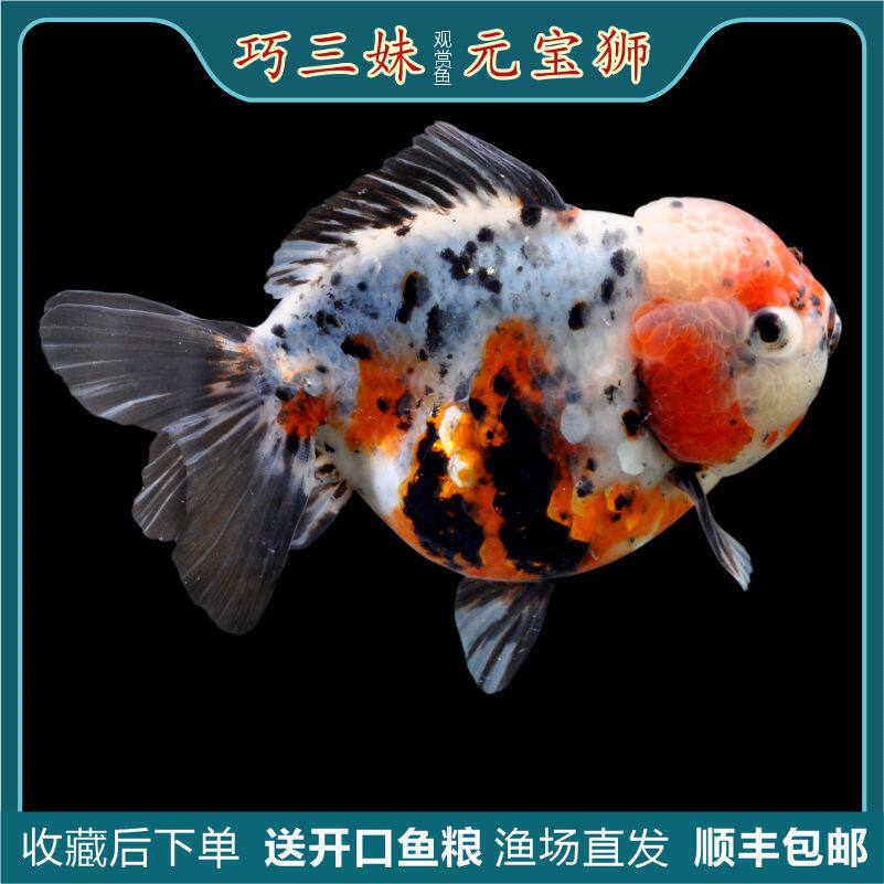 元宝狮观赏鱼短尾狮子头国粹观赏鱼冷水鱼好养淡水虎皮五花金鱼