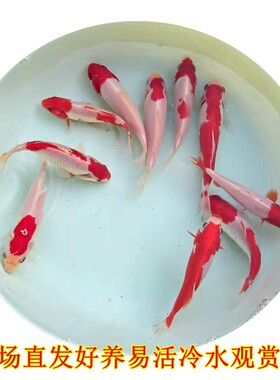 红白草金冷水淡水观赏鱼好养易活