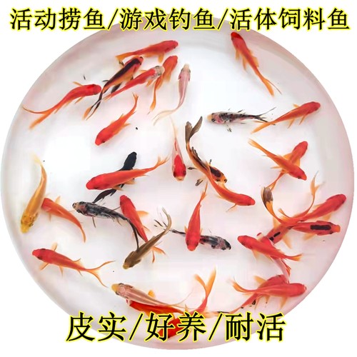 金鱼活体冷水鱼草金锦鲫好养易活