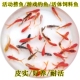 观赏鱼草金鱼小型淡水耐活冷水好养活鱼体家养闯缸饲料鱼红鲫鱼苗