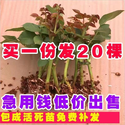 四季开花大花玫瑰苗月季苗包邮