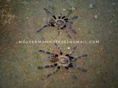 维罗尼卡地老虎 Ornithoctoninae Veronica dwarf