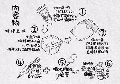 网红宠物蜘蛛爬虫所罗门金直间斜角橙巴布南瓜缨毛白间白膝