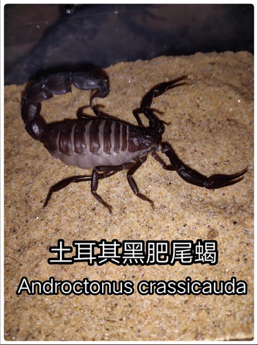 土耳其黑肥尾蝎Androctonus Crassicauda 宠物蝎子
