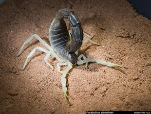 墨玉粗尾蝎Parabuthus schlechteri人工繁殖宠物