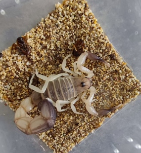 赫克托黄肥尾蝎(aah纯血黑手党)宠物蝎子