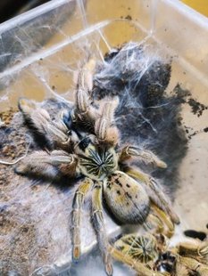 纳米比亚黄金巴布2 3厘米幼体稀有高端巴布