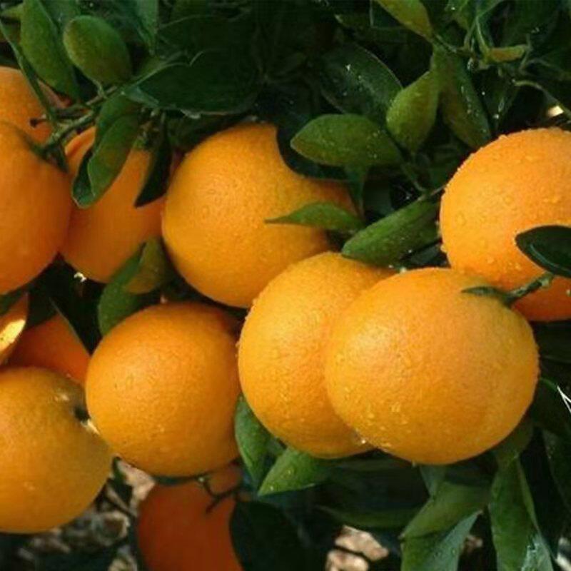 湖南麻阳冰糖橙子香甜脐橙当季新鲜水果包邮果园产地直发橘子特产