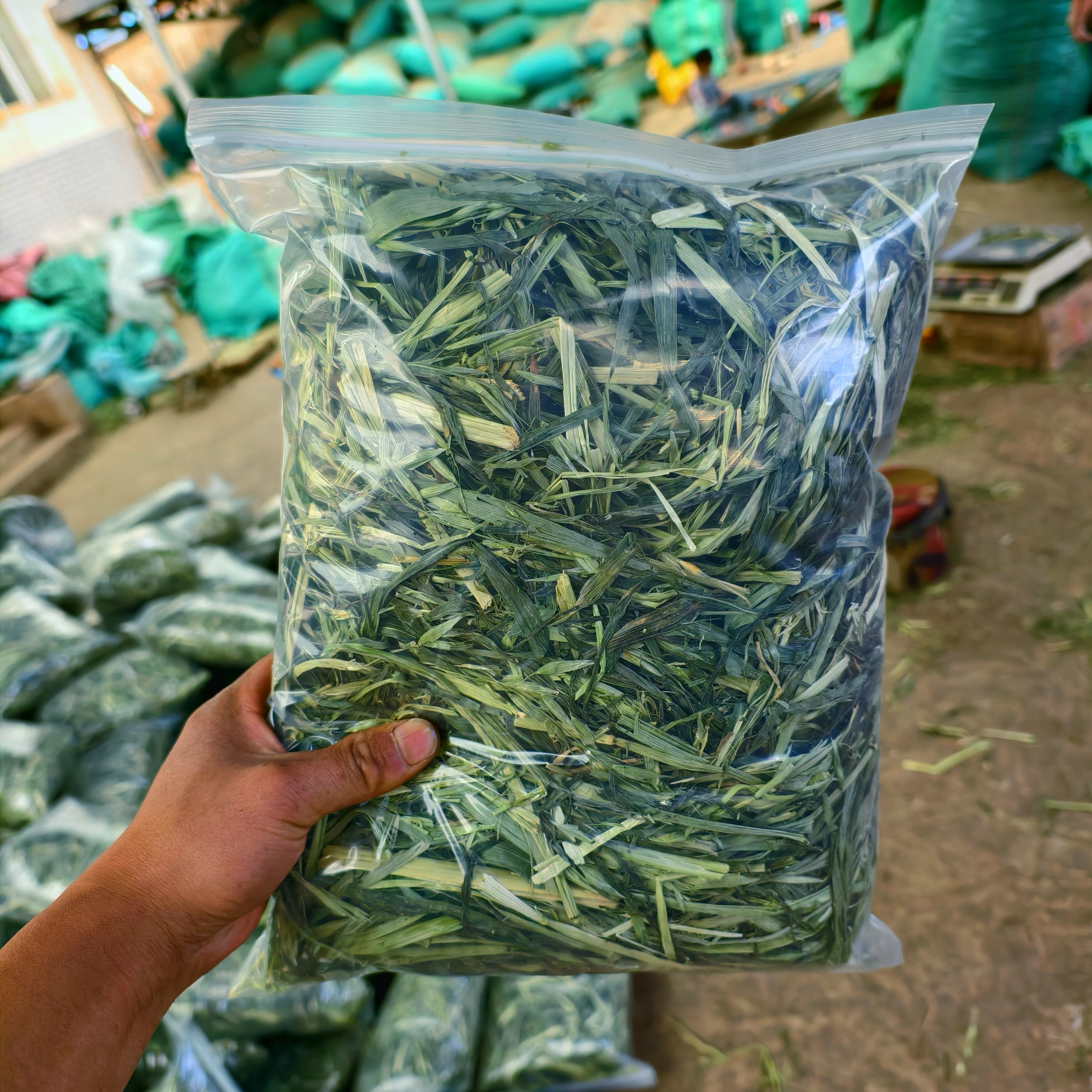 ［4斤4袋］绿奥麦燕麦干草兔子荷兰猪龙猫牧草饲料磨牙草包邮