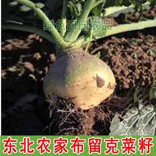 东北农家卜留克籽 散装精选 撇了疙瘩腌菜 步留克籽20克