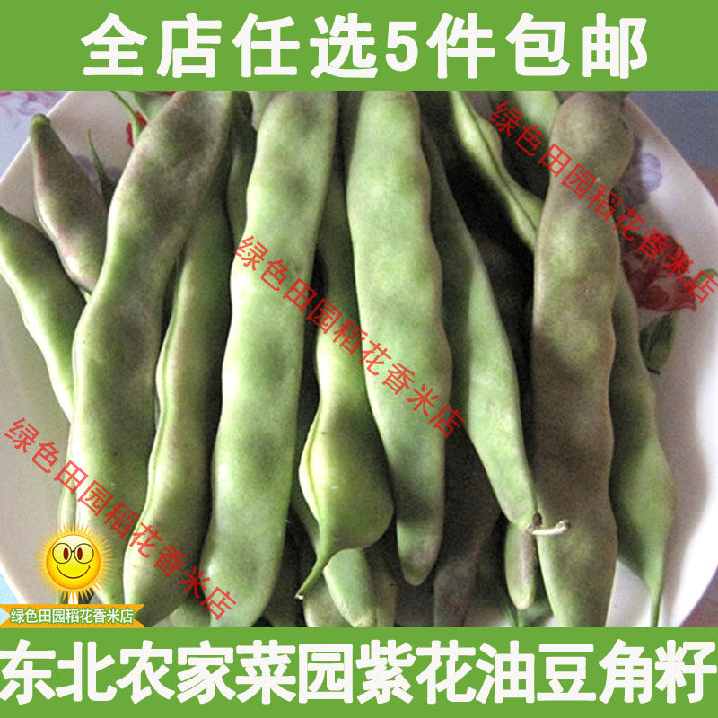 东北农家菜园紫油豆角籽 散装精选 可以留种 紫花油豆50克
