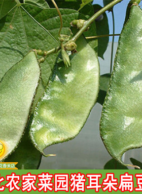 东北农家菜园扁豆籽 散装可留种 眉豆 大猪耳朵扁豆角籽50克
