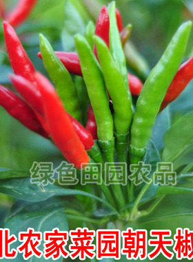 东北农家菜园朝天椒籽 散装精选 可留种 朝天椒籽10克
