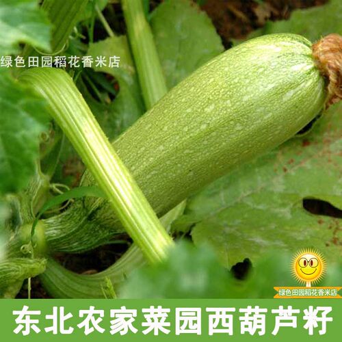 东北农家菜园西葫芦籽 散装精选 可留种老品种西葫芦大角瓜籽20粒