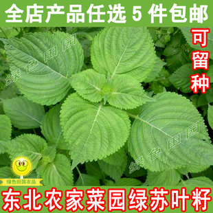 东北农家绿苏油苏籽 紫苏绿叶 散装精选 阳台庭院 绿苏子叶籽50克