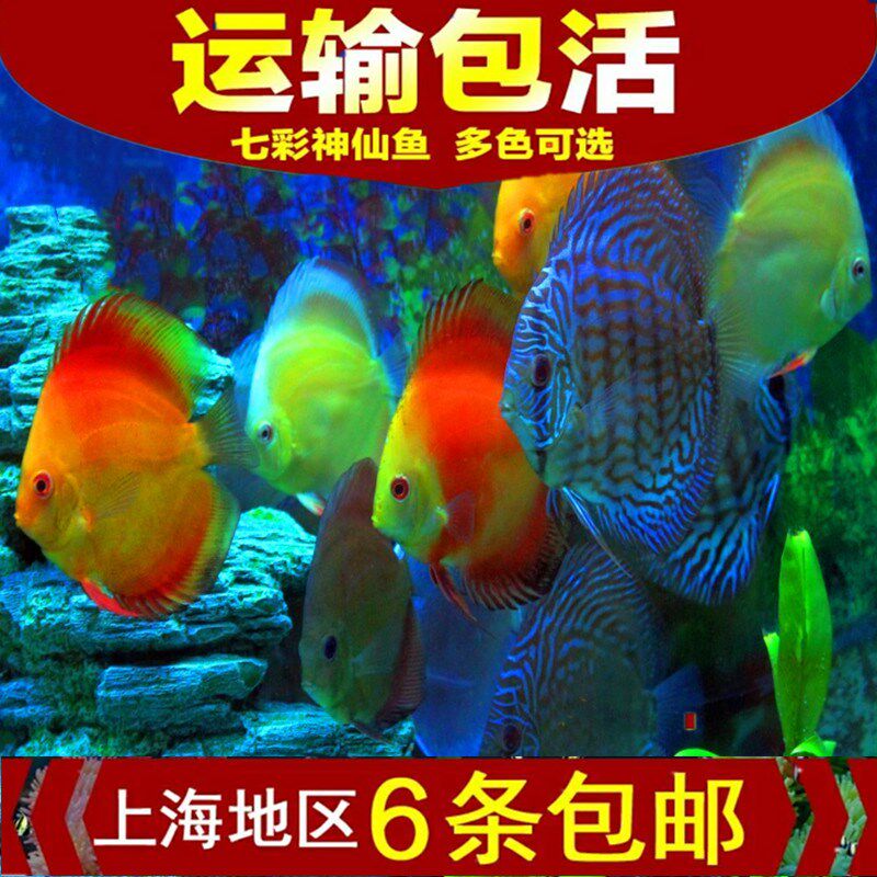 七彩鱼苗活体中型雪域热带观赏老虎颜色多招财7至8品种直销发顺丰