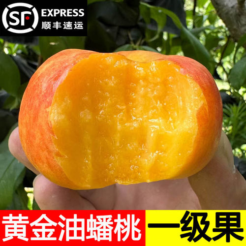 黄金油蟠桃新鲜水果当季整箱蒙阴时令水果孕妇脆桃彩虹油蟠桃扁桃