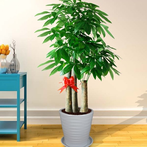 绿植武汉植物开业乔迁送礼花篮