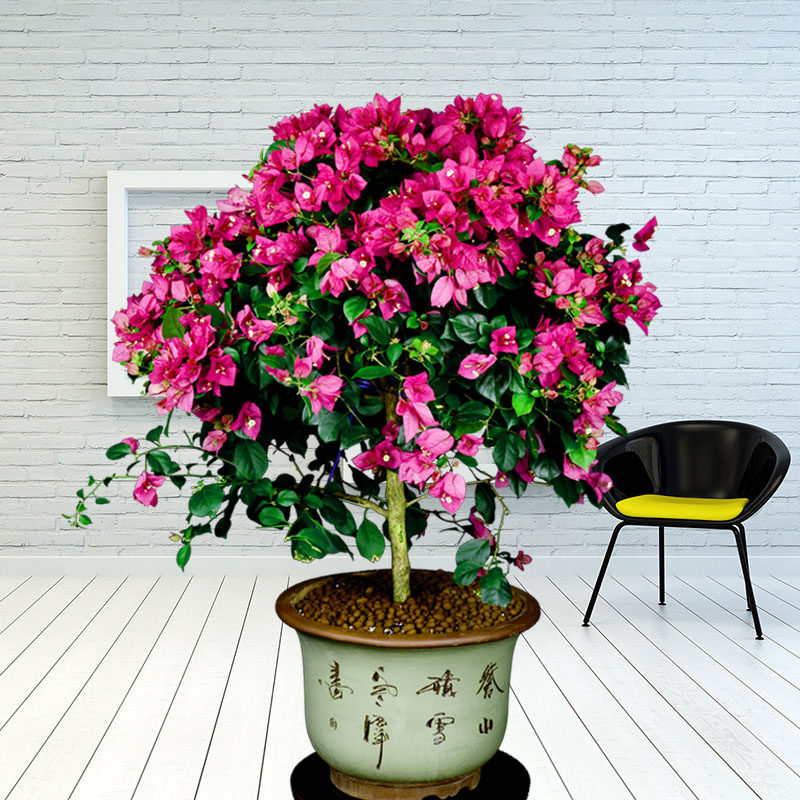 武汉绿植同城 三角梅盆栽 阳台庭院露台开花盆景室外四季花卉