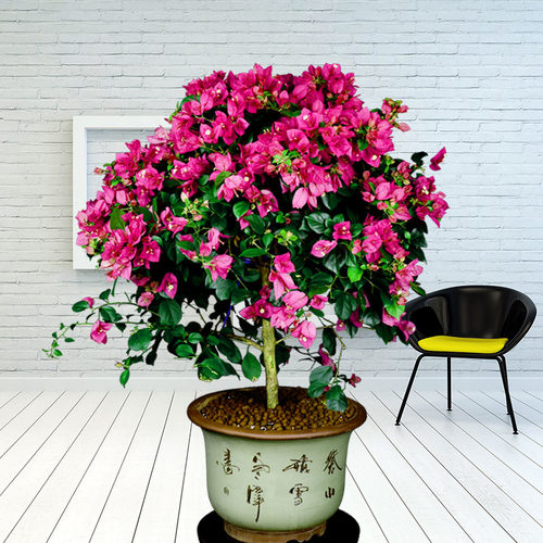 武汉植物三角梅观花露台开花