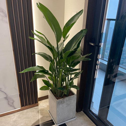 绿植北欧网红鹤望兰会议室盆栽