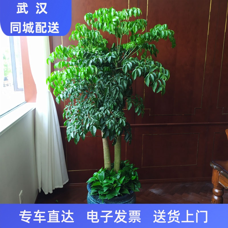 武汉绿植同城 大幸福树盆栽植物 客厅办公室大盆绿植开业送礼盆栽