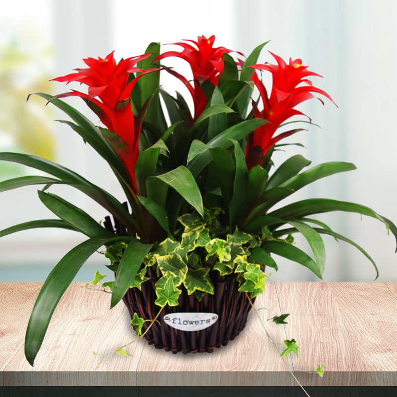武汉同城过年花开业送礼落地盆栽鸿运当头好运年年四季红花好彩头