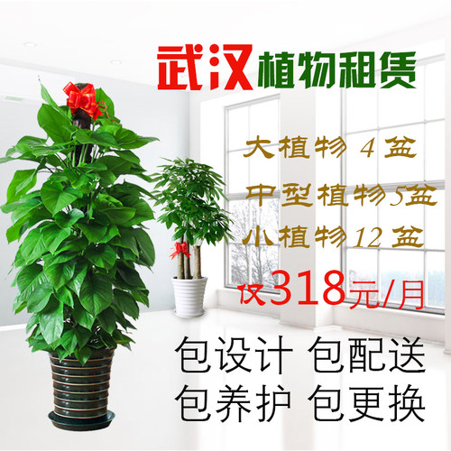 武汉植物租赁办公室家庭中大型