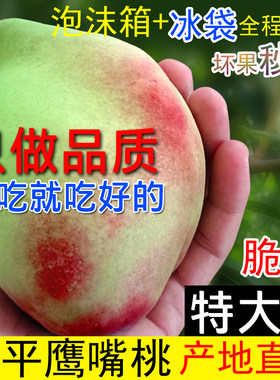 正宗连平鹰嘴桃水蜜桃脆桃子水果