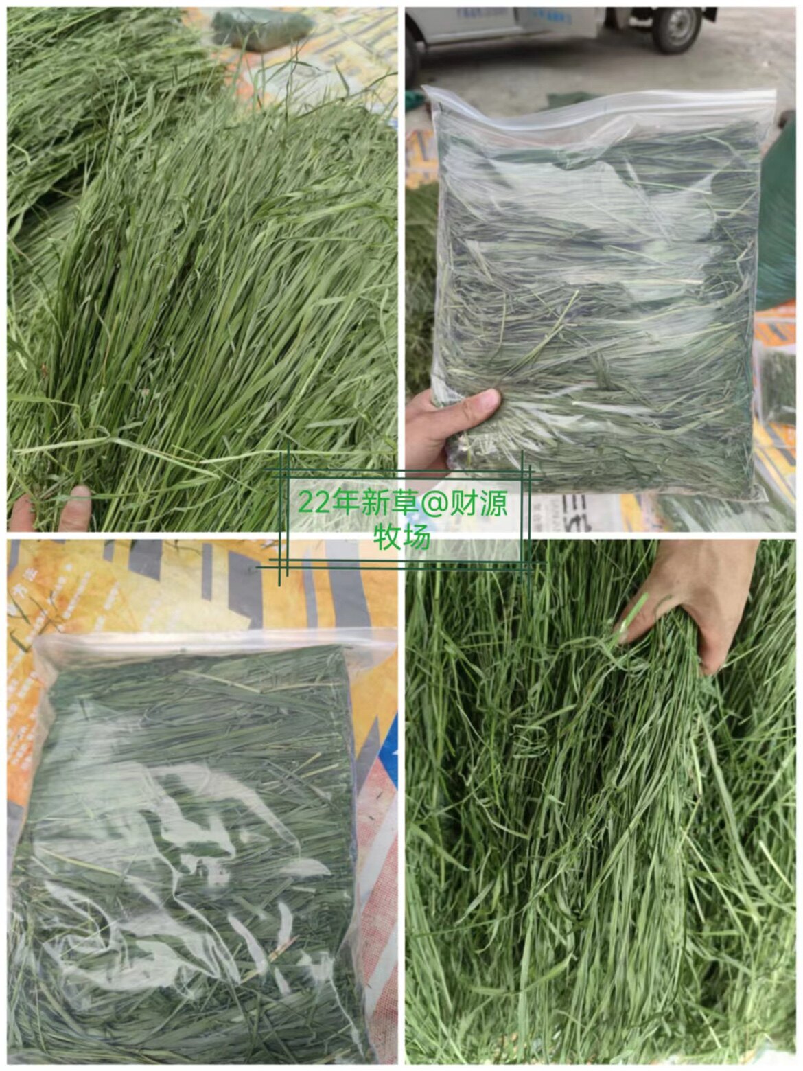 烘干提摩西草提草哥饲料