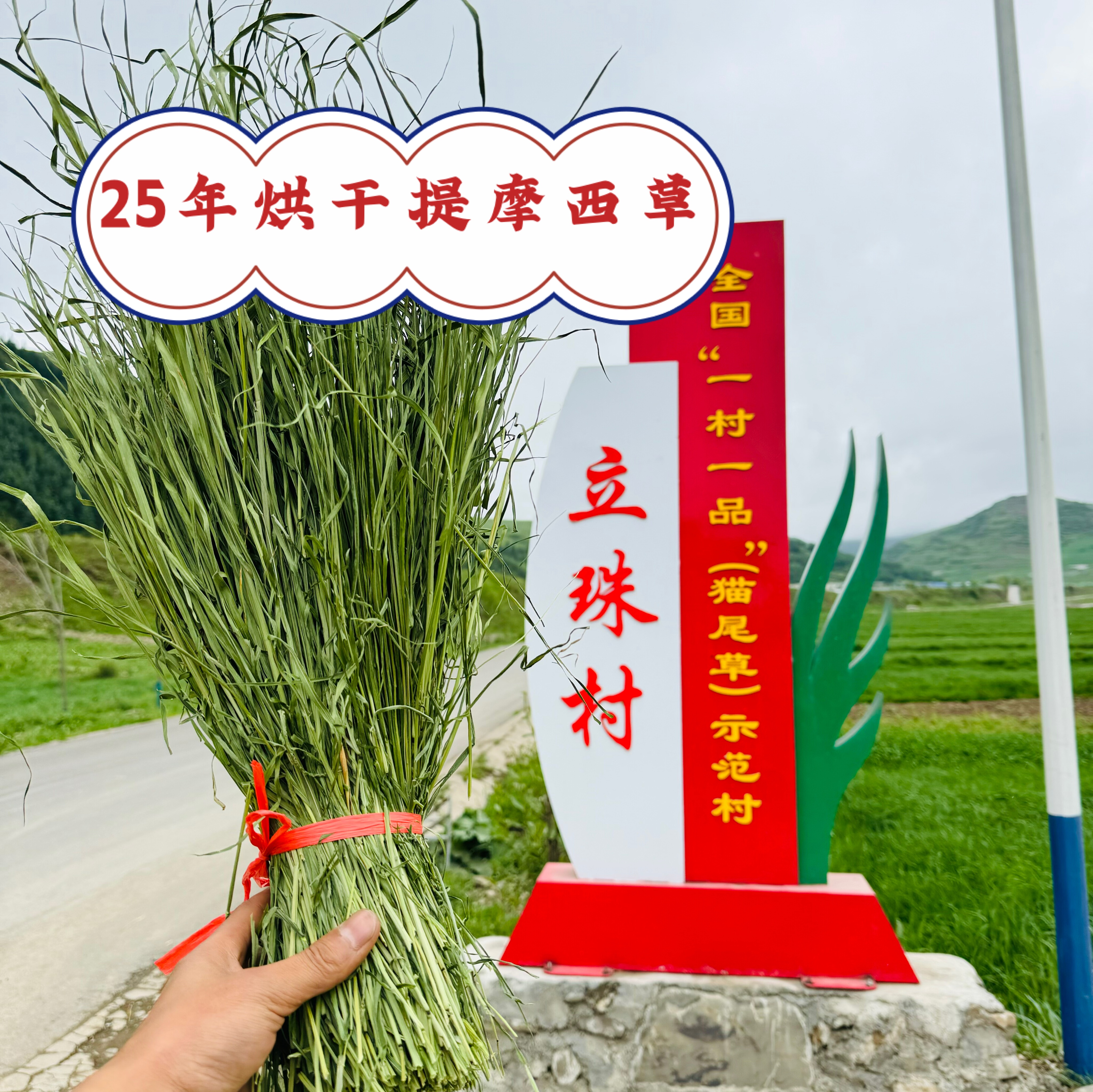 提草哥提摩西草兔子饲料豚鼠主粮