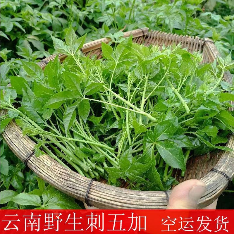 新鲜刺五加 云南特产 野生山菜刺果棒山 野菜刺拐棒 顺丰空运包邮