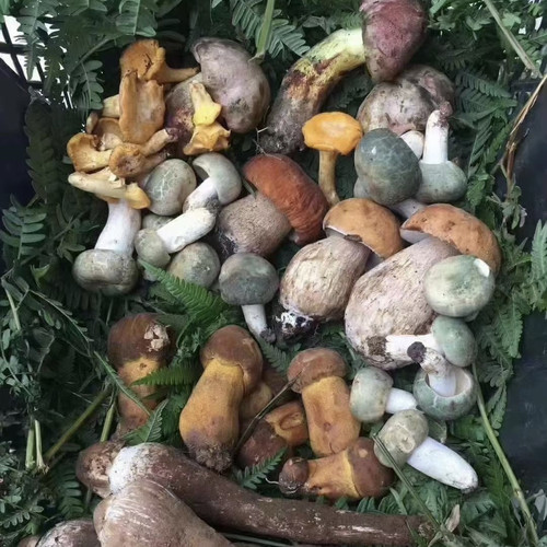 新鲜野生菌蘑菇组合两斤4种