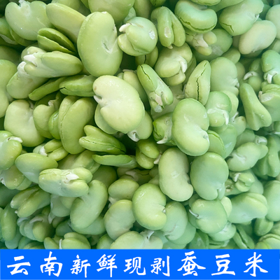 云南蚕豆豆米新鲜采摘