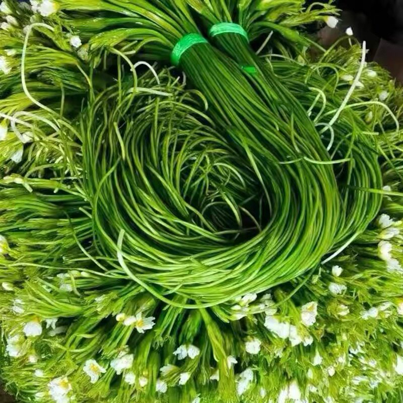 水性杨花 海菜花 云南大理特产水性杨花新鲜蔬菜现摘现发送货上门