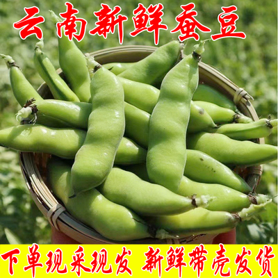 豆荚新鲜云南蚕豆蔬菜