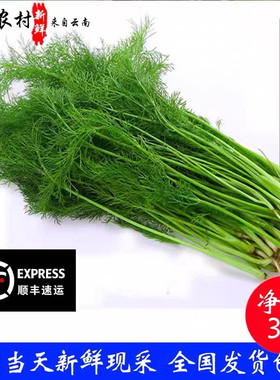 带根新鲜现采绿色蔬菜